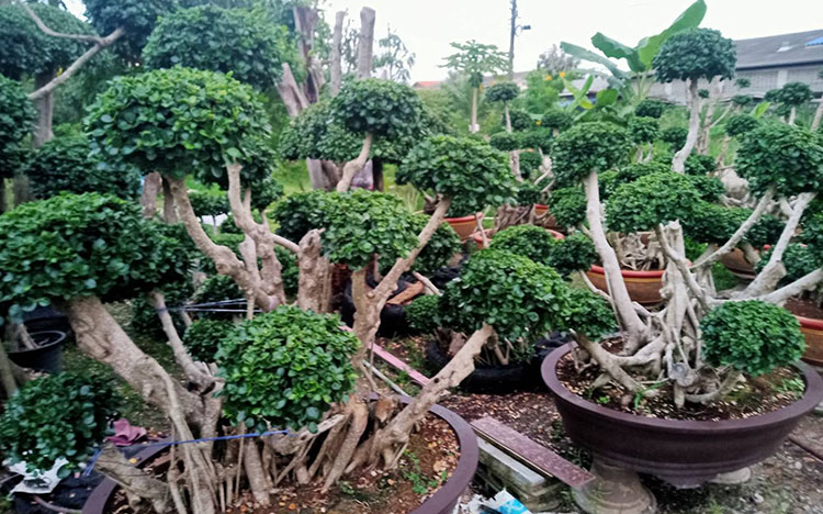 ไร่หญ้าวรรณกร